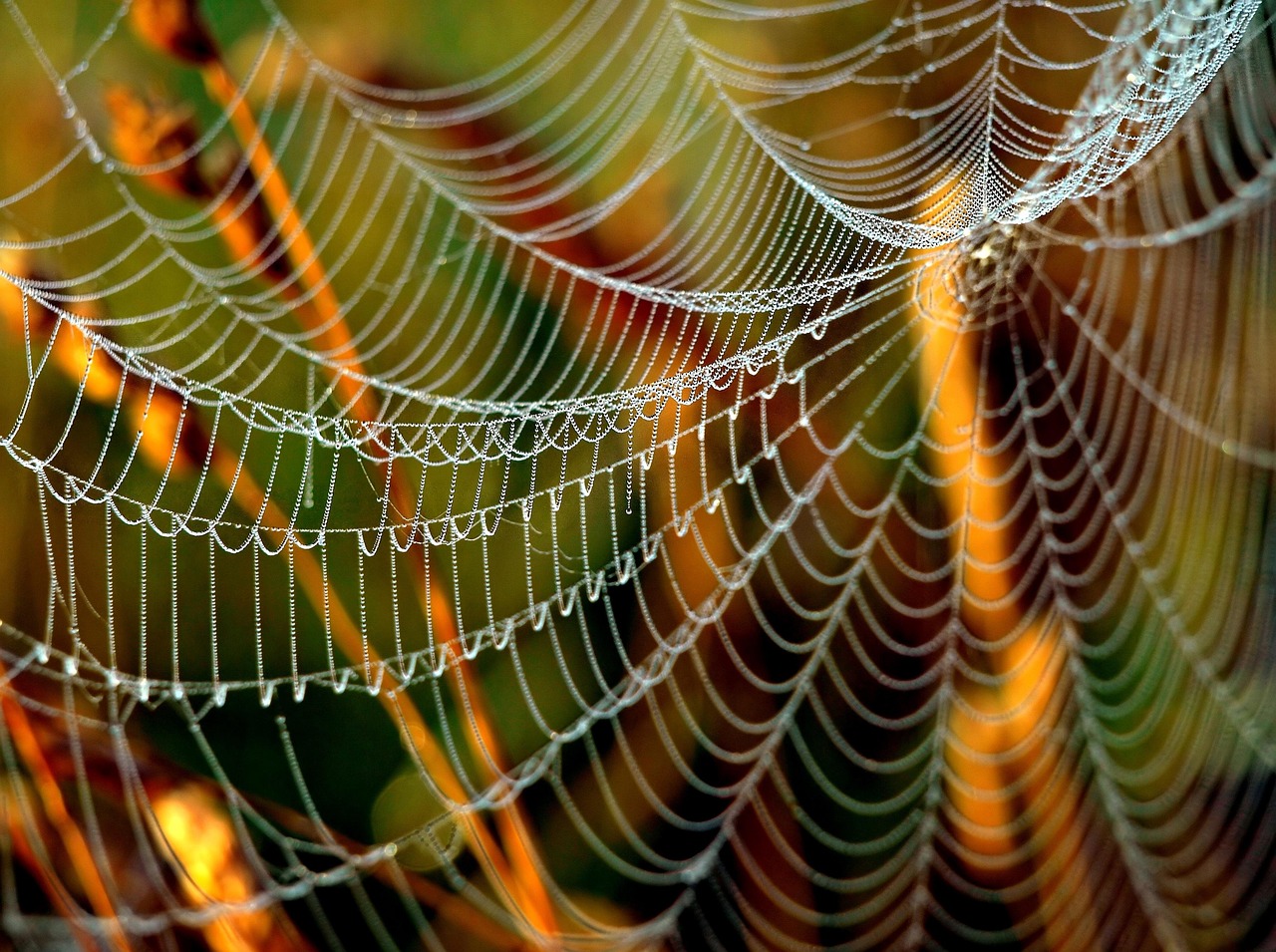 Spinnennetz Perfektionismus Falls